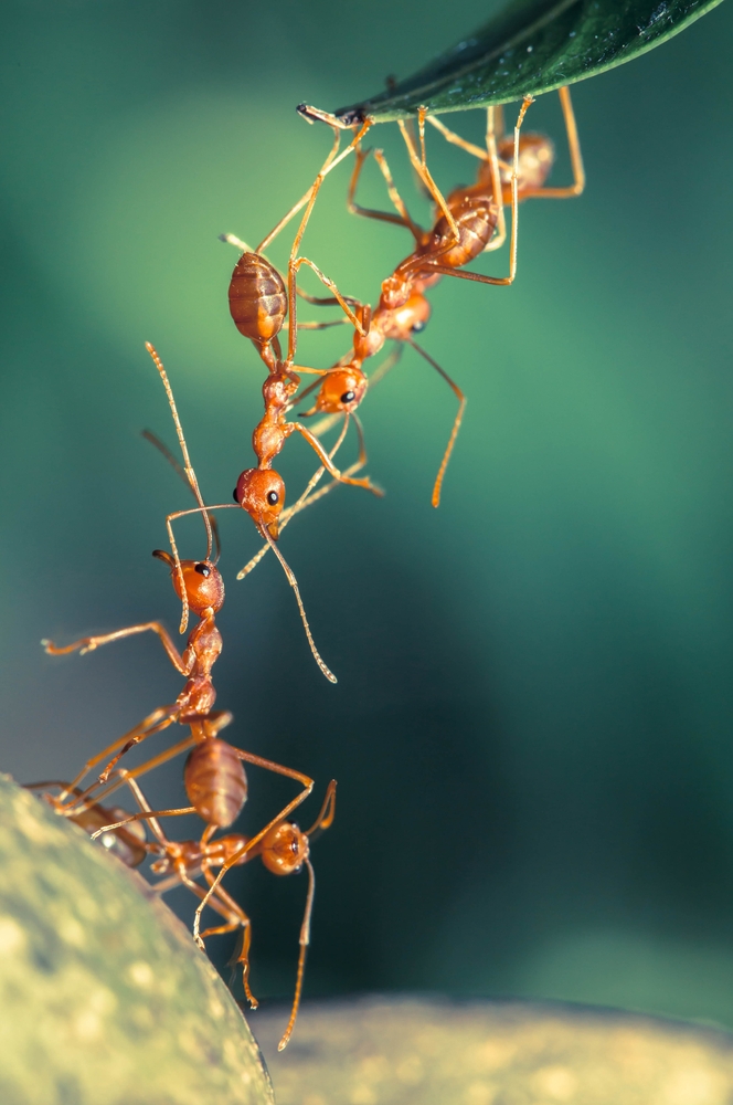 Zero Pest-Ants Control-in-Dubai